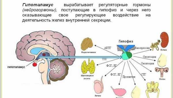 Как управлять гормонами?