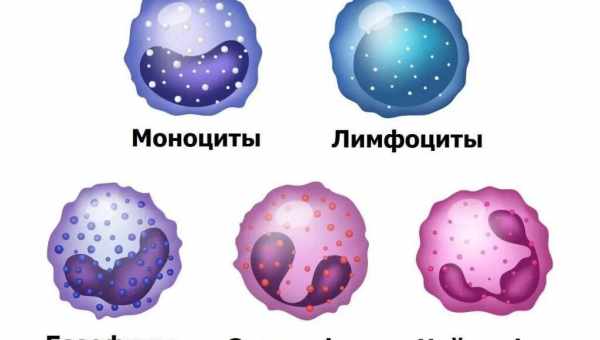 Таблица с нормами уровня лейкоцитов в крови у новорожденных и детей старшего возраста