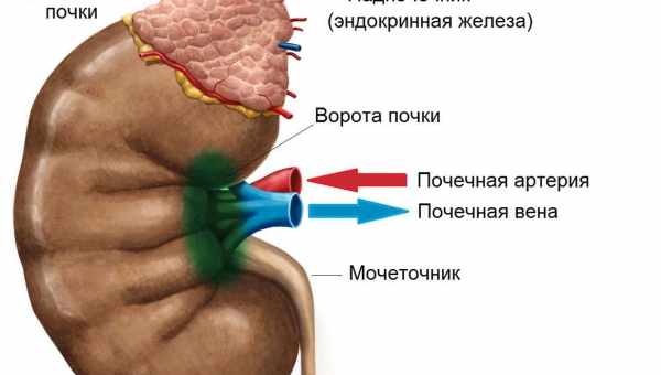 Что такое пиелоэктазия почек: симптомы односторонней и двусторонней патологии у детей, диагностика и лечение