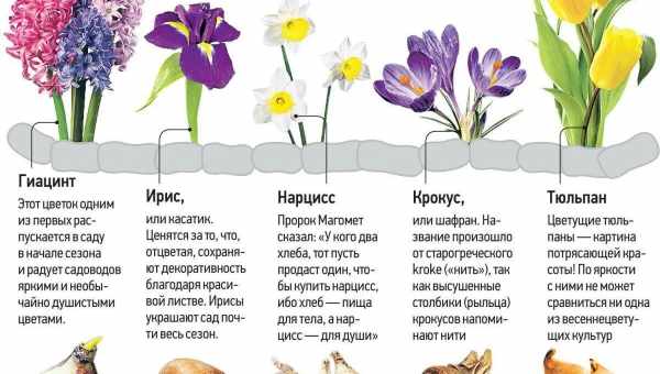 Когда и как обрезать нарциссы после цветения?