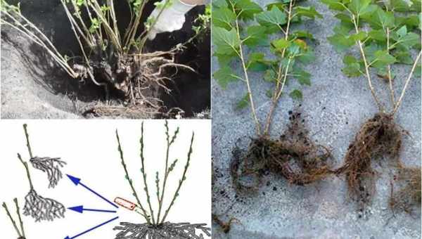 Пересадка смородины: когда и как это лучше делать?