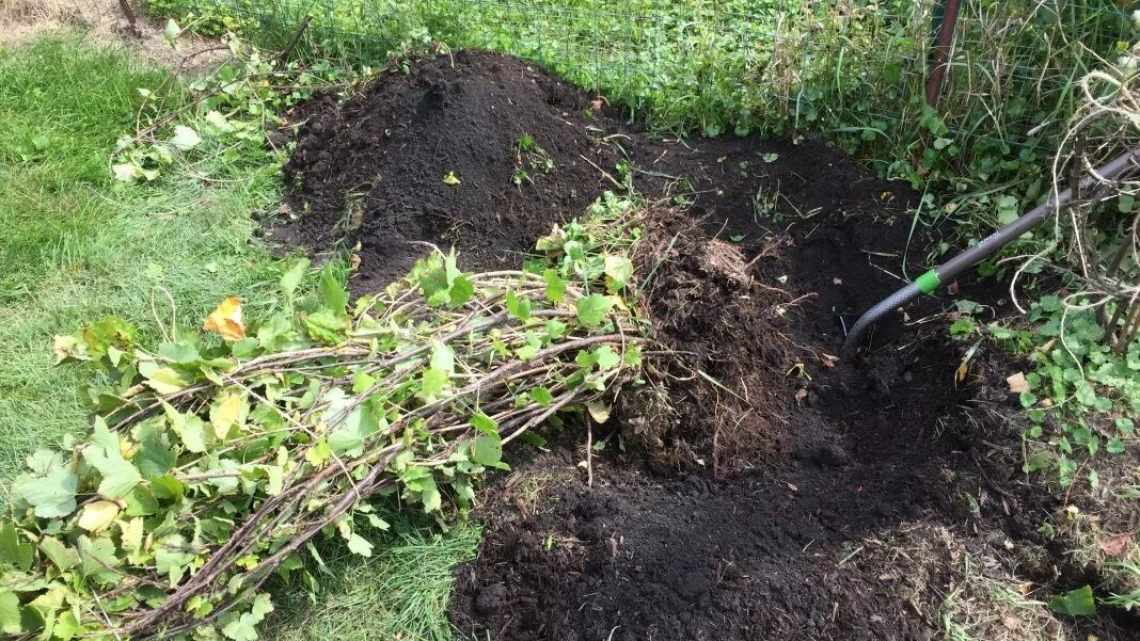 Пошаговая посадка черной смородины в открытый грунт в весеннее время