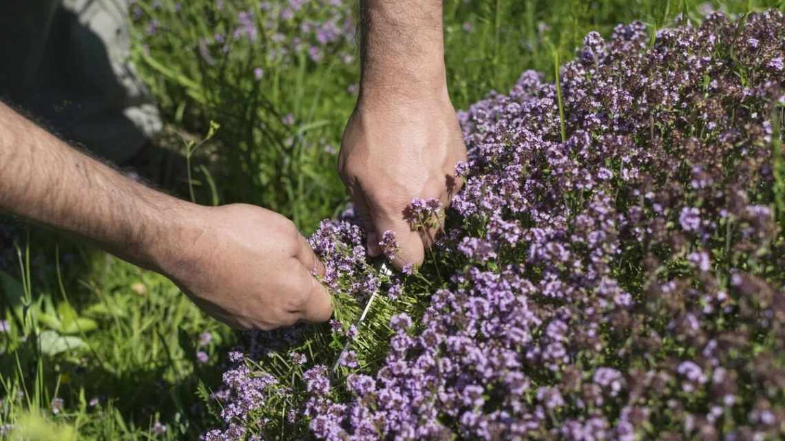 Красивый и полезный тимьян ползучий — посадка и уход