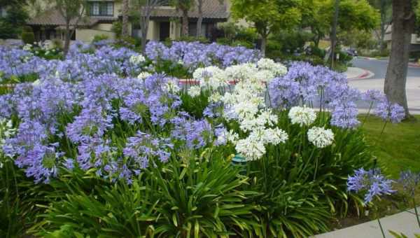 Агапантус (Agapanthus) посадка и уход в открытом грунте + фото