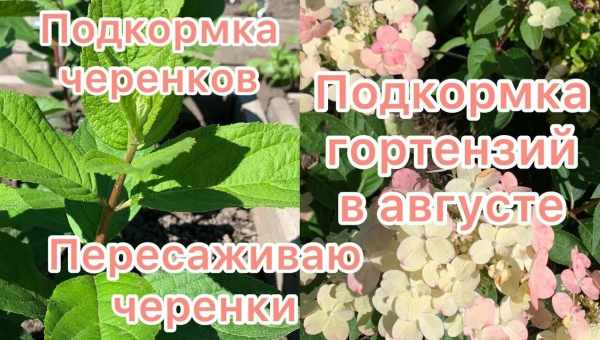 Подкормка метельчатой гортензии весной для цветения