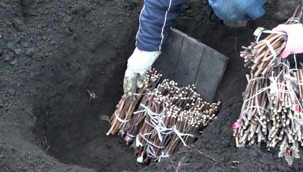 Хранение чубуков и саженцев винограда зимой: в бурте, погребе, холодильнике