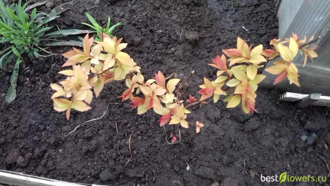 Размножение спиреи черенками весной и летом