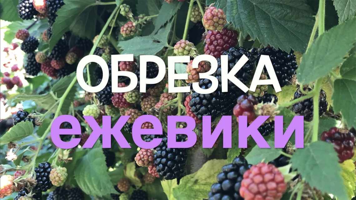 Правильная обрезка побегов ежевики осенью для начинающих