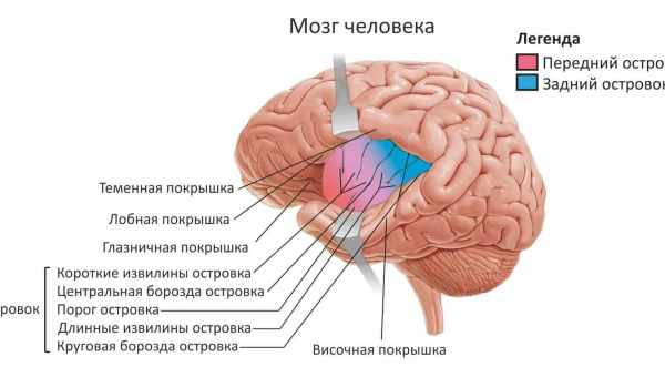 Откуда берутся извилины: Ген-изгибатель