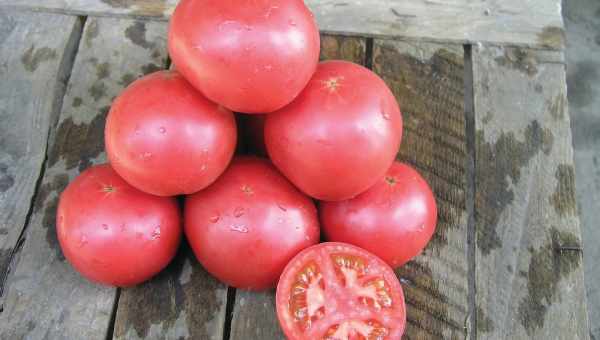 Описание томата Тарпан: вкус, цвет, урожайность, назначение