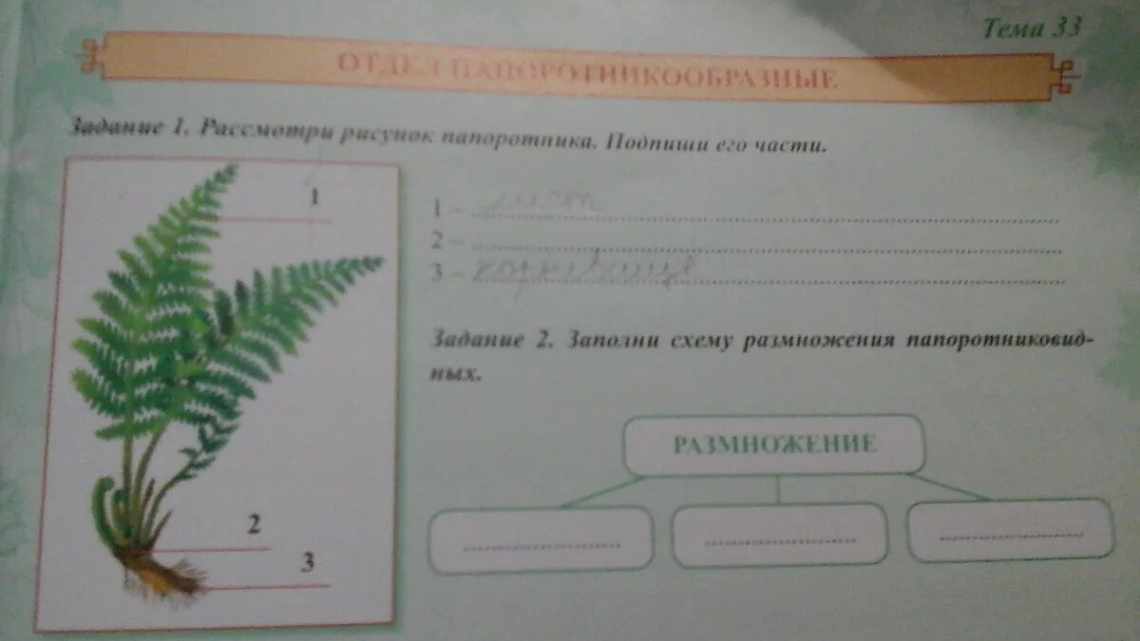 Жизненный цикл развития папоротника