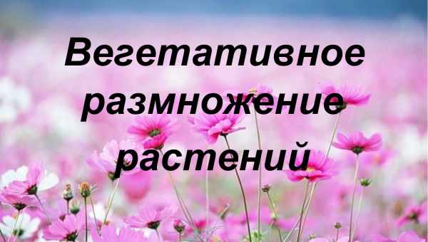 Размножение растений: вегетативный метод, другие способы