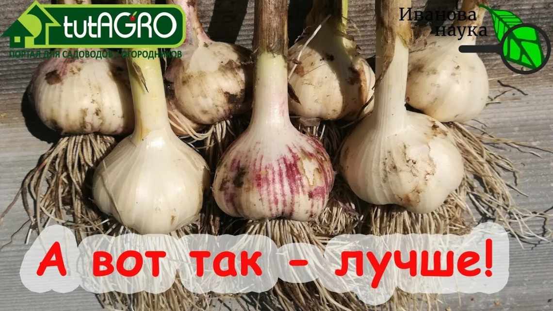 Что делать с чесноком после выкапывания?