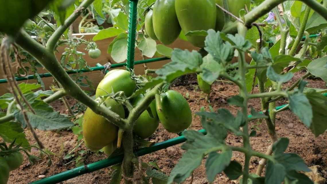 Томат Глория — описание сорта, отзывы, урожайность