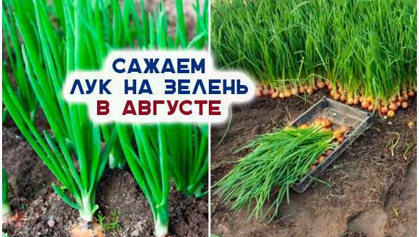 Когда сажать лук на зелень под зиму?