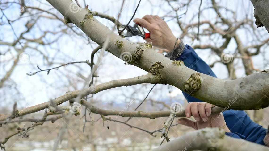 Обрезка сливы зимой — это важно знать