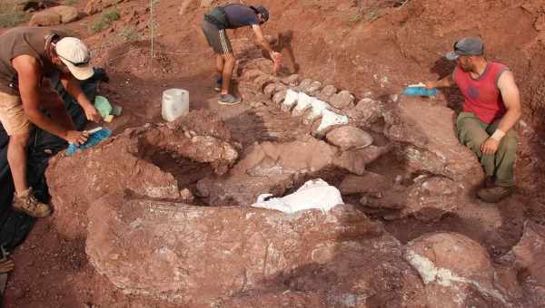 В Арктике найдены останки гигантских пернатых вегетарианцев