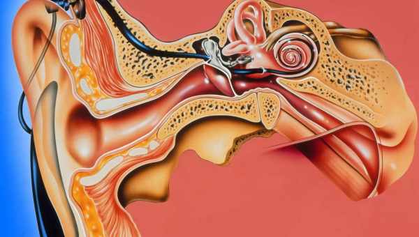 Как слуховые клетки учатся слышать