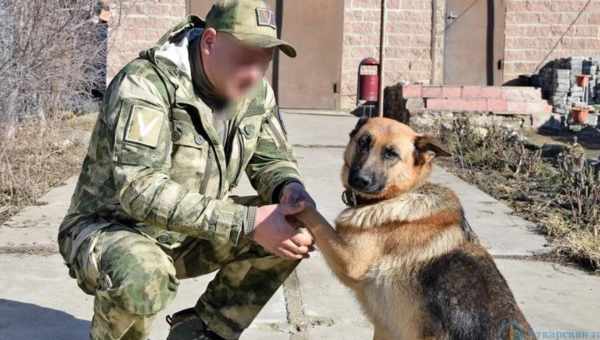 Выяснилось, готовы ли собаки спасать своего хозяина