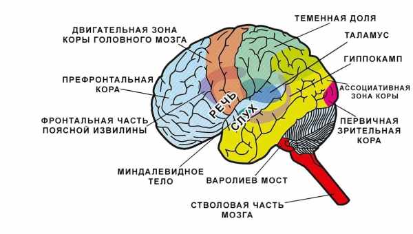 Мышцы помогают мозгу держать суточный ритм