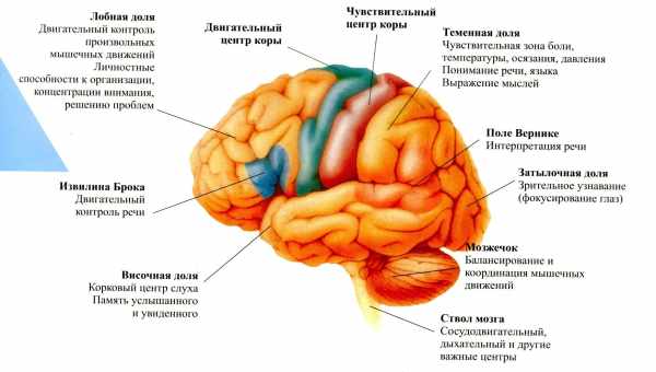 Структура памяти меняется с возрастом