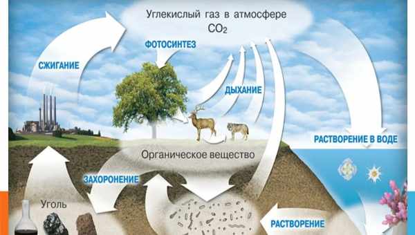 Для обмена веществ нашли геохимического предка