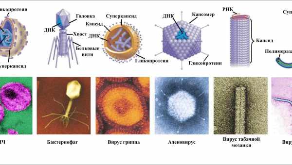 Вирусы наделяют бактерий суперспособностями