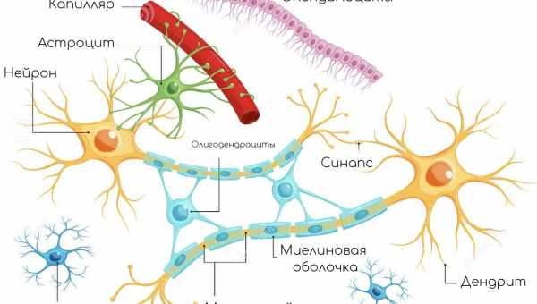 Женские нейроны тоньше мужских