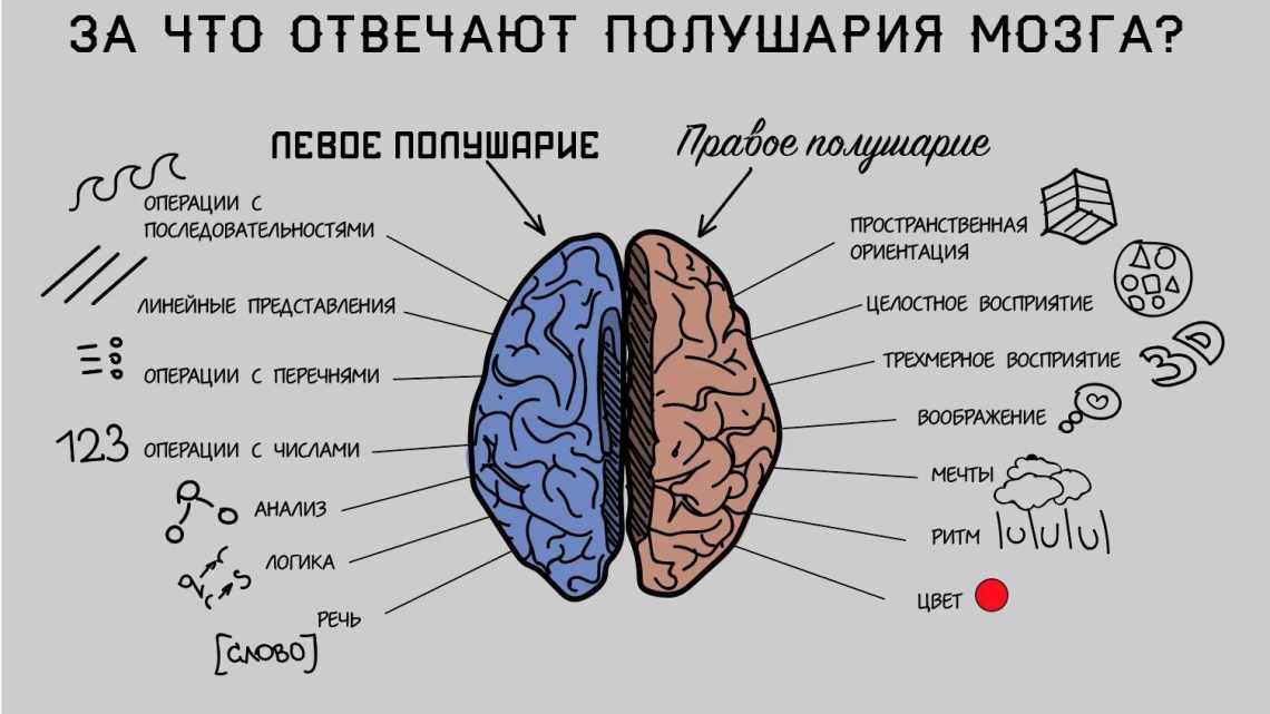 Мозг учится распознавать лица с нуля