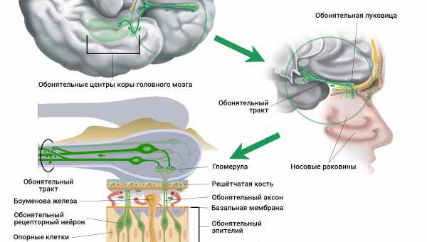 Как обонятельные нейроны выбирают обонятельные гены