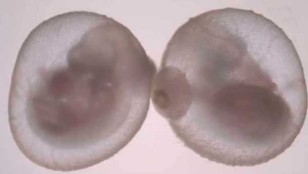 Эмбриональное развитие разобрали по генам
