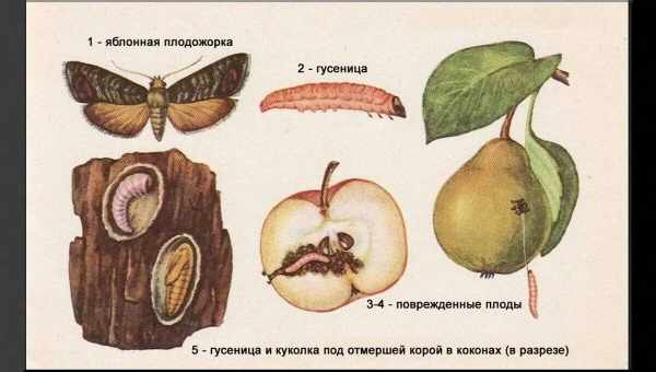 Плодожорка на сливе — как бороться?