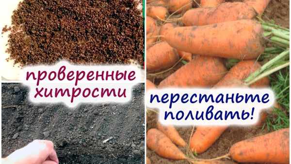 Можно ли после морковки сажать чеснок?