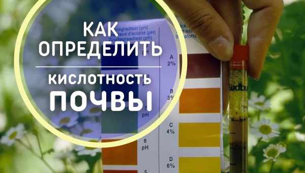 Какая должна быть кислотность почвы для голубики?