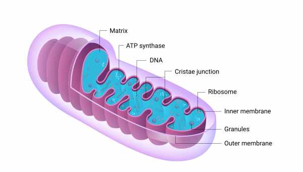 Кому не нужны митохондрии