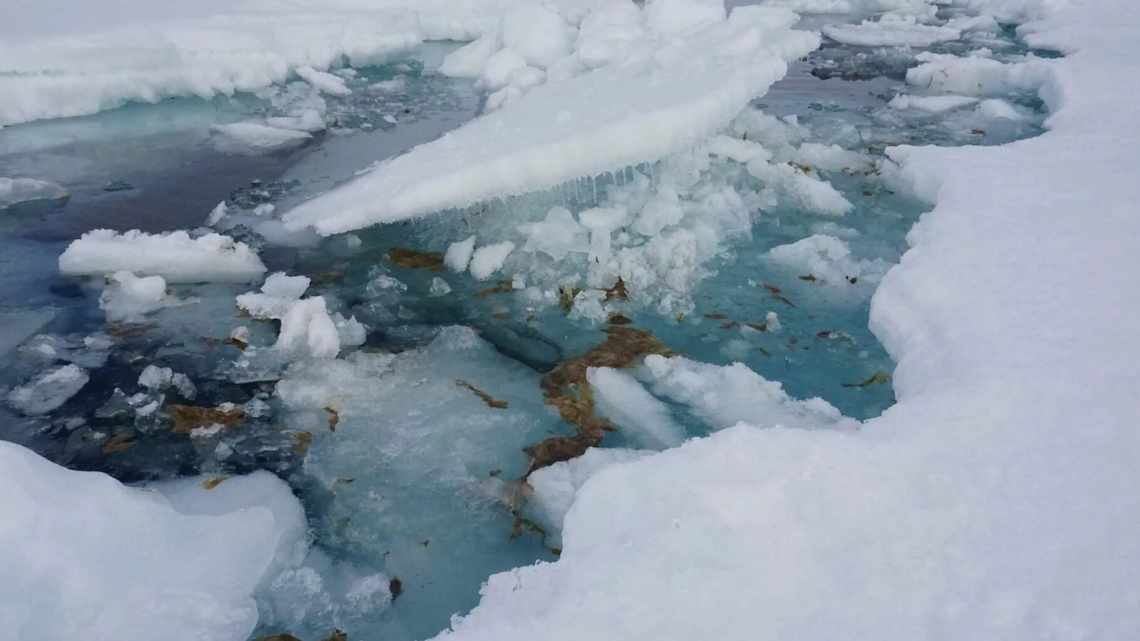 Водоросли помогают арктическим льдам таять