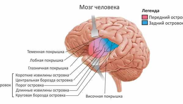 Когда без большого мозга можно обойтись