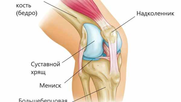 Хрящ из носа заменил хрящ в колене