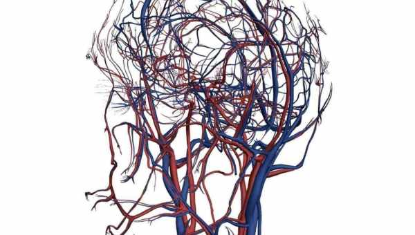 Кровеносные сосуды мозга разглядели в деталях