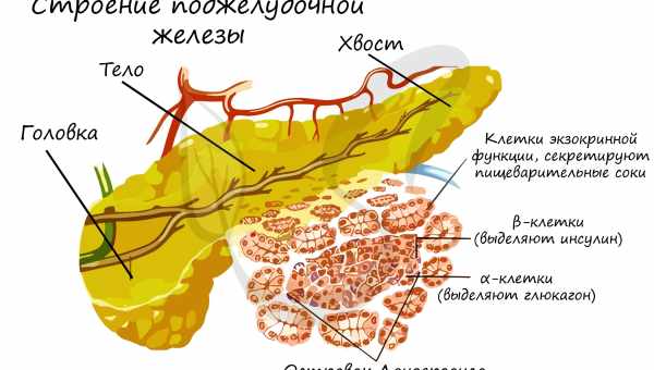 Клетки поджелудочной железы способны к перемене участи