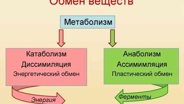 Метаболизм слабеет к юности