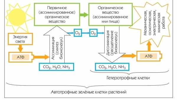 Память управляет обменом веществ