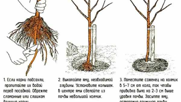 Как правильно посадить сливу весной на Урале?