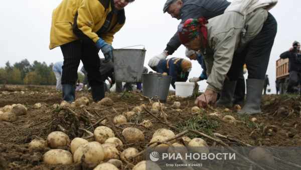 Когда собирают урожай репы?