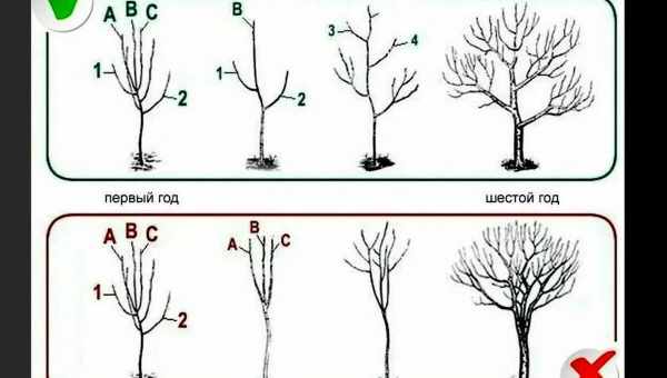 Летняя обрезка яблони