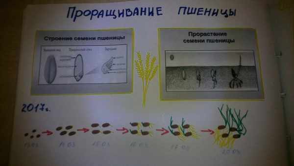 Схема посадки фасоли