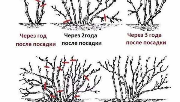 Когда вишня начинает плодоносить после посадки?