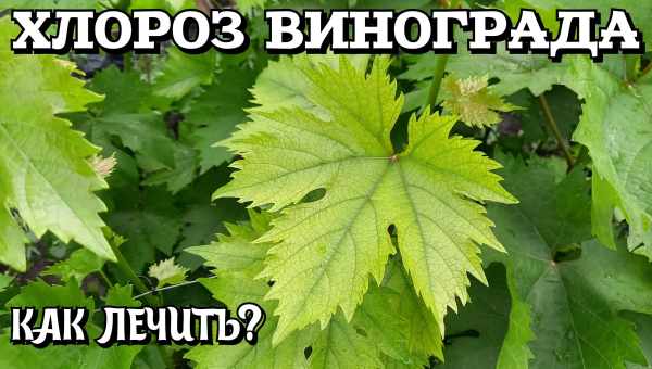 Желтеют листья у винограда — что делать?