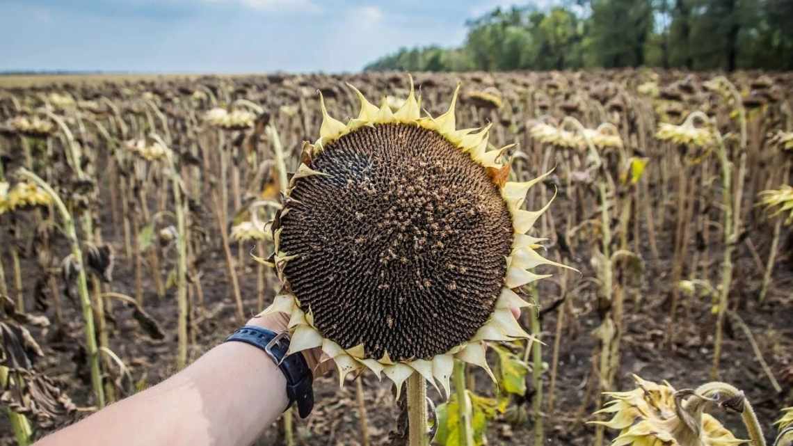 Як просушити насіння з соняшнику. Урбоч з соняшнику