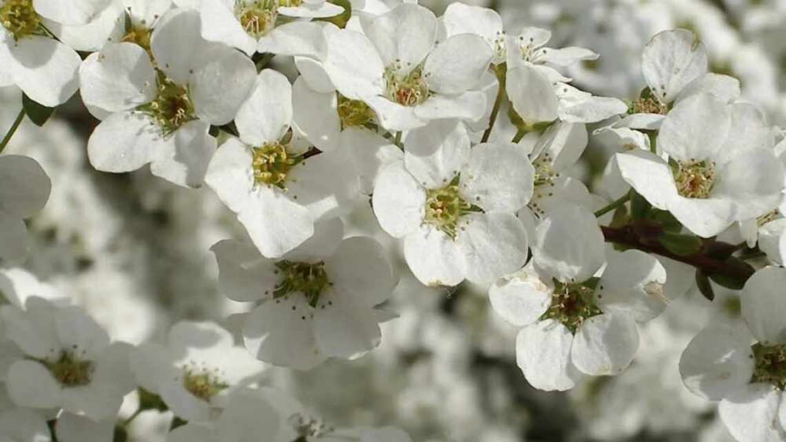 1 спірея тунберга spiraea thunbergii sieb